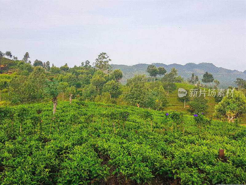 在斯里兰卡的火车旅行通过茶叶种植园Ella, Nuwara Eliya和Kandy